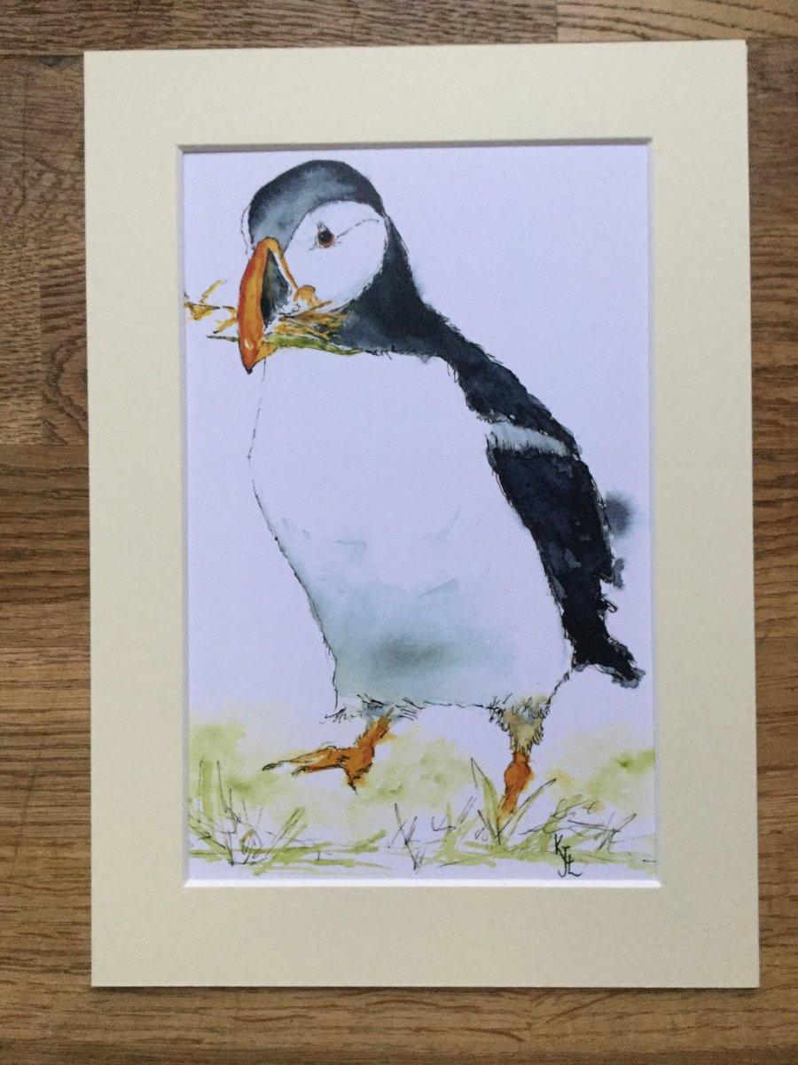 REDUCED A4 mounted print of Polperro Puffin from my original watercolour 