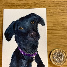 Watercolour of a black Labrador ACEO - free UK postage 