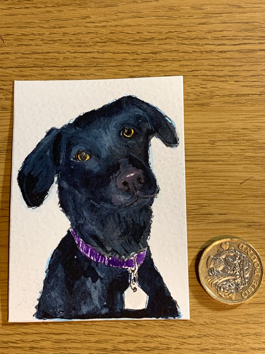 Watercolour of a black Labrador ACEO - free UK postage 