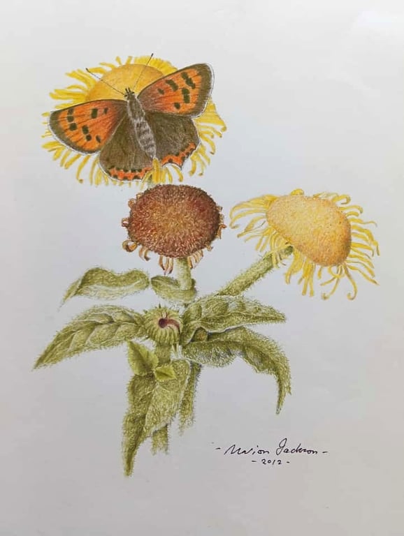 SMALL COPPER BUTTERFLY ON A YELLOW CHAMOMILE FLOWER ,- A colour pencil drawing 