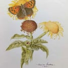 SMALL COPPER BUTTERFLY ON A YELLOW CHAMOMILE FLOWER ,- A colour pencil drawing 