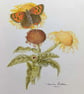 SMALL COPPER BUTTERFLY ON A RAGWORT FLOWER ,- A colour pencil drawing 