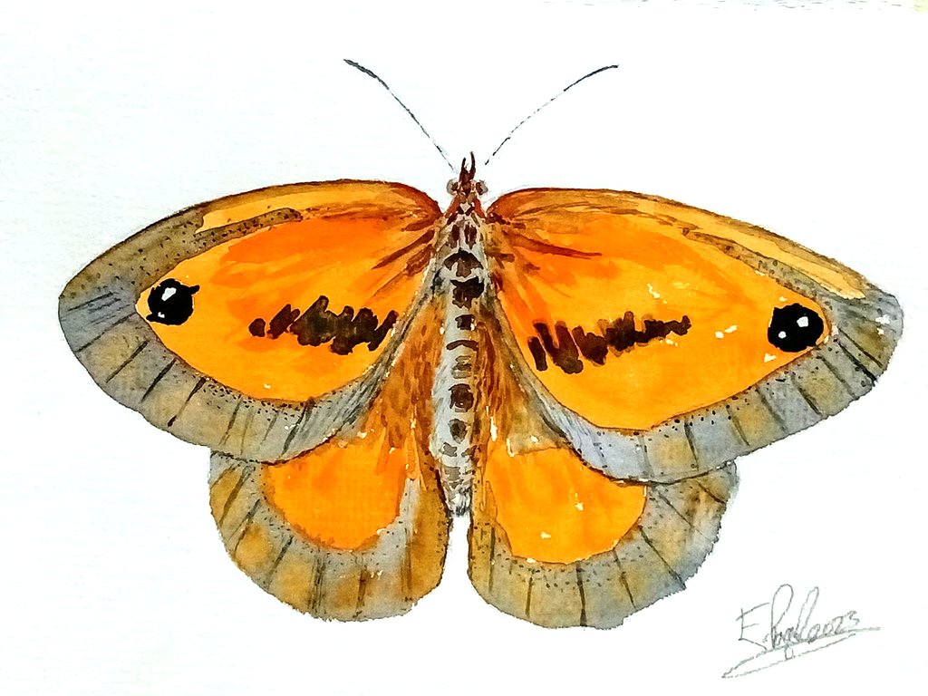 Gatekeeper butterfly, original watercolour painting, not a print, signed, A5