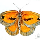 Gatekeeper butterfly, original watercolour painting, not a print, signed, A5