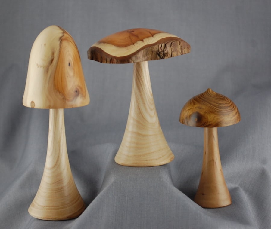 Mushrooms in English Woods