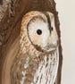 Tawny owl in tree - Image 3