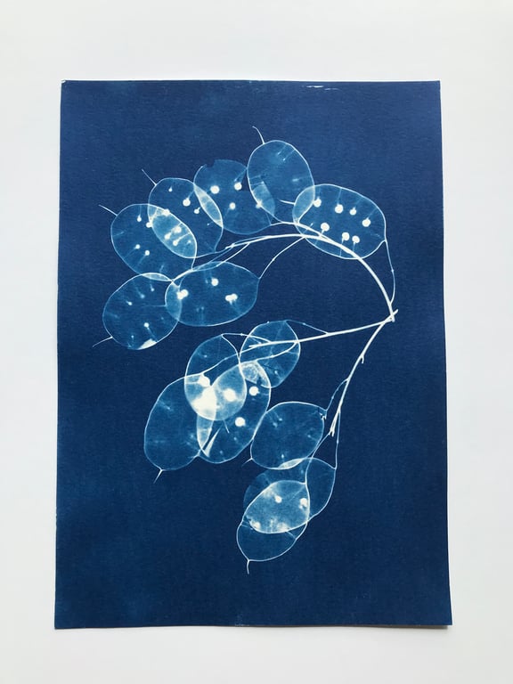 Seed Pods captured in Cyanotype, Gift for gardner, Original wall art.