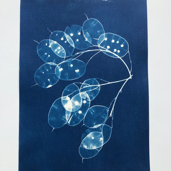 Seed Pods captured in Cyanotype, Gift for gardner, Original wall art.