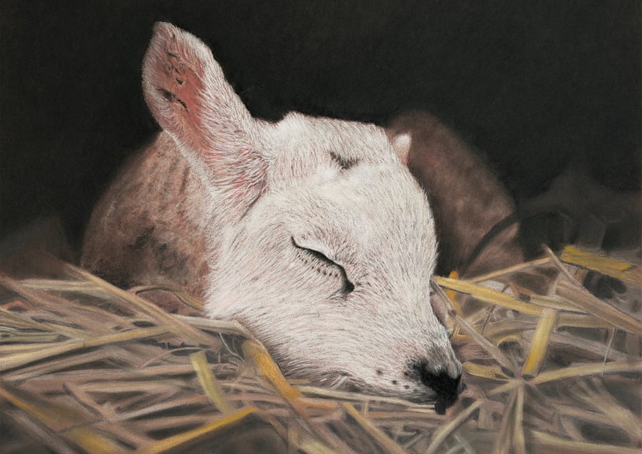 'Rest Little One', Lamb - 5x7 - signed open edition giclee print
