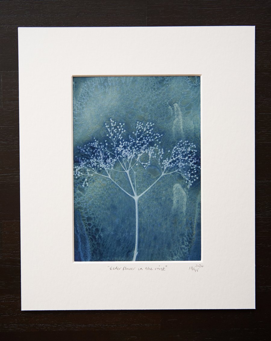 original wet cyanotype print entitled "elderflowers in the mist”, mounted