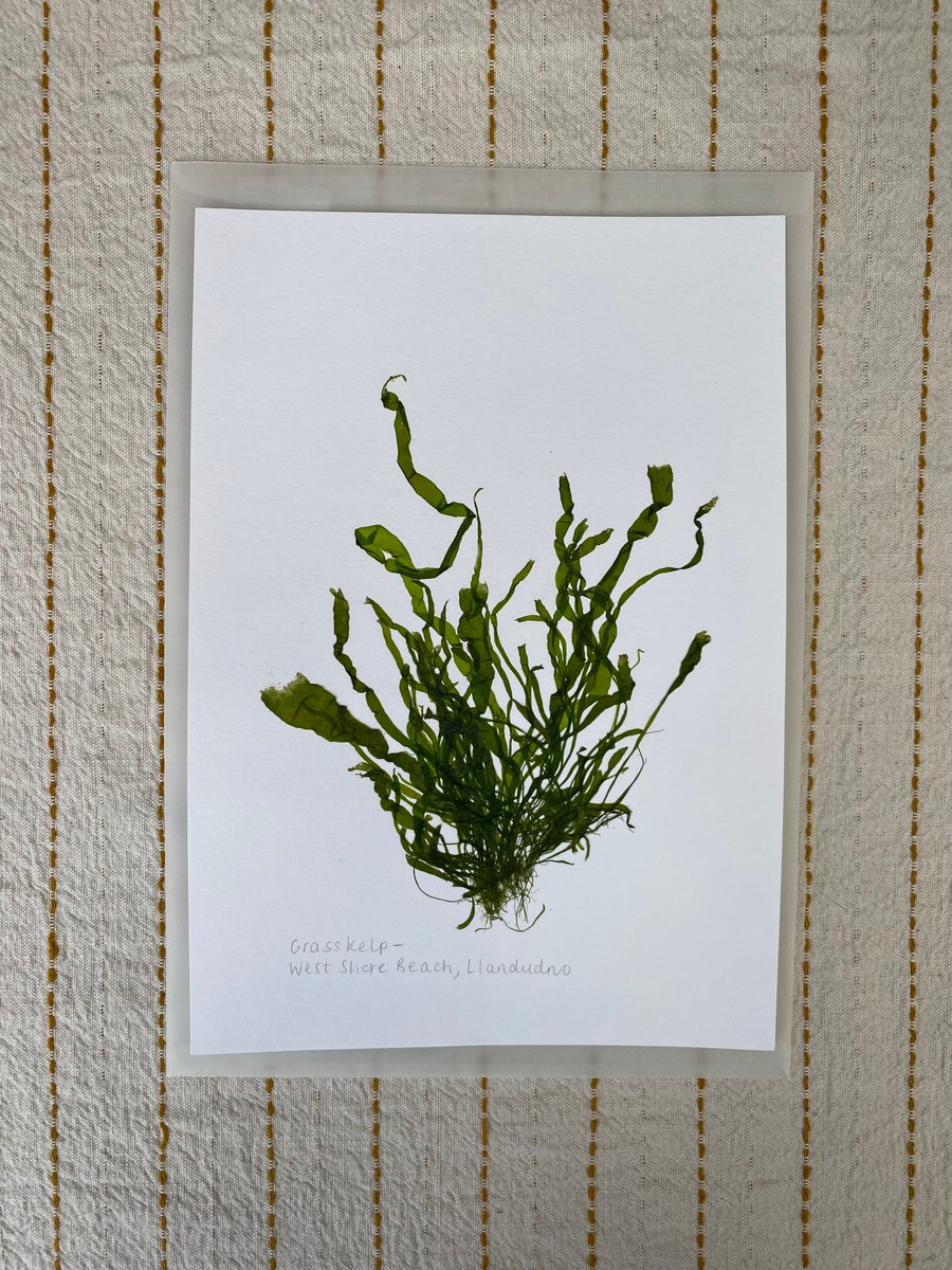 Pressed Seaweed - Grass Kelp - A5