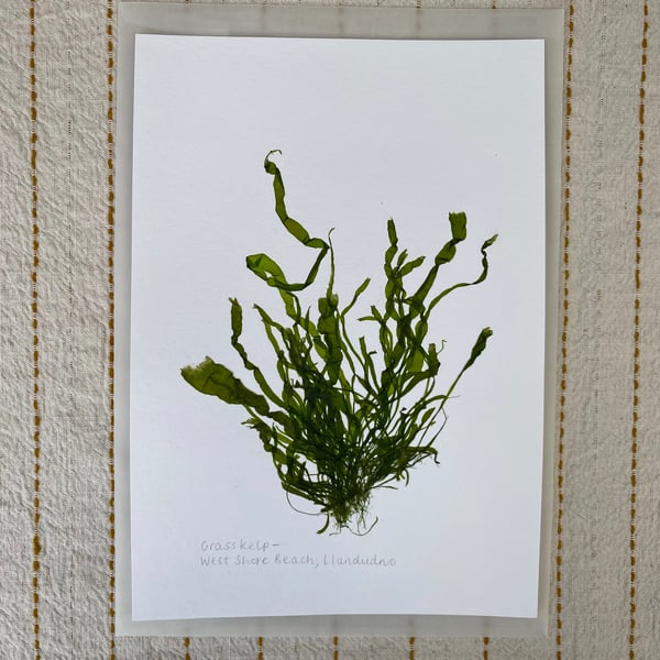 Pressed Seaweed - Grass Kelp - A5