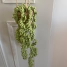 Crocheted Trailing Plant