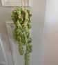 Crocheted Trailing Plant