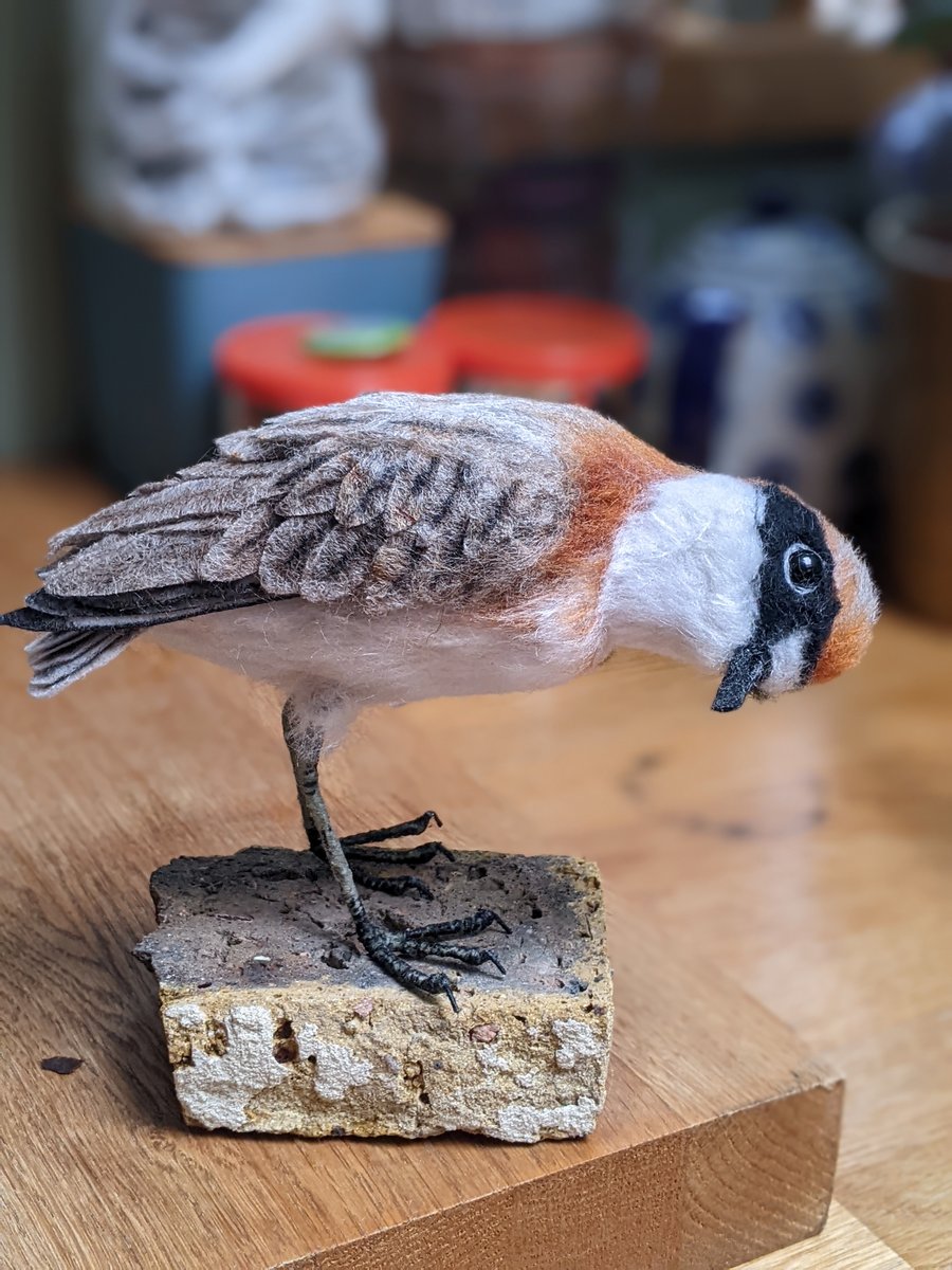 Lesser Sand Plover - RESERVED COMMISSION FOR M