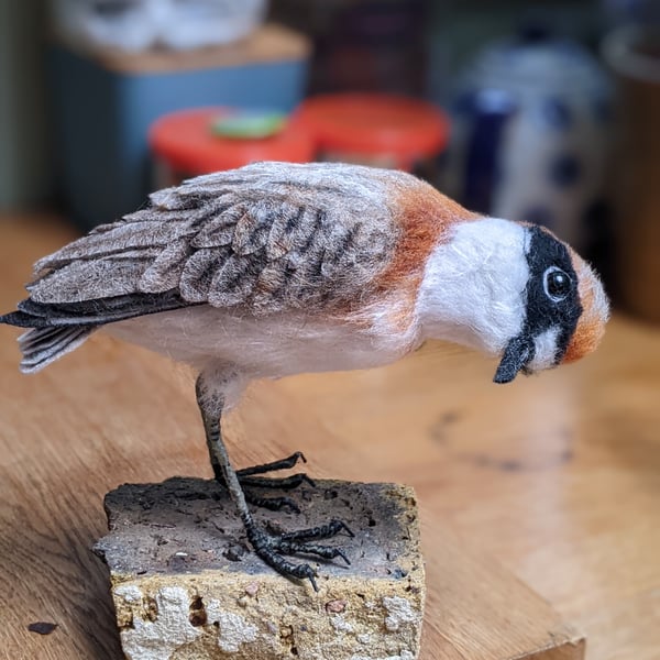 Lesser Sand Plover - RESERVED COMMISSION FOR M