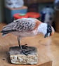 Lesser Sand Plover - RESERVED COMMISSION FOR M - Image 1