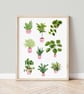 Houseplants Art Print - Plant Lover Gift