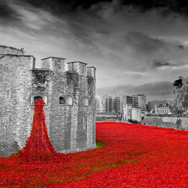 Poppies at The Tower of London Blood Swept Lands and Sea of Red 18"X12" Print
