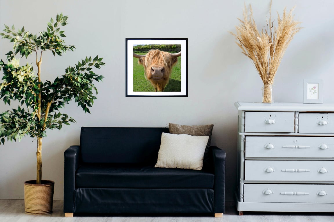 Scottish highland cow wall art print