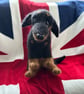 Mini Dachshund - Image 4