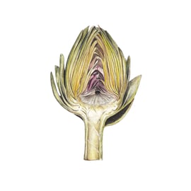 Artichoke mounted print