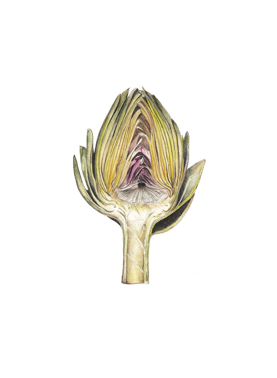 Artichoke mounted print