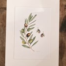 Olive mounted print