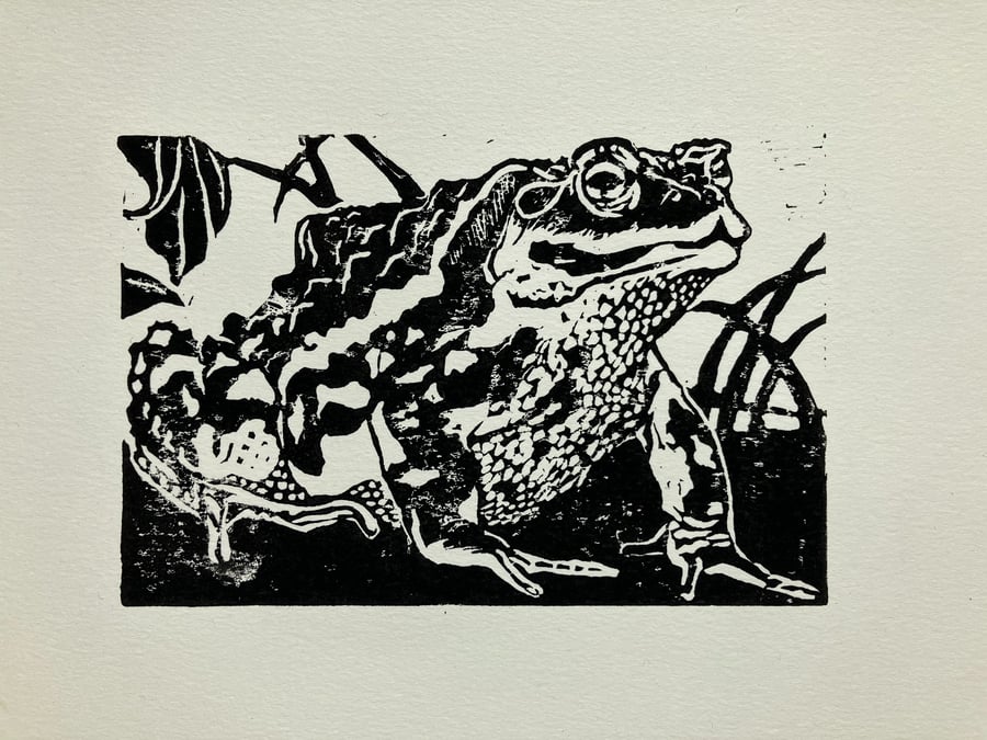 Japanese common toad