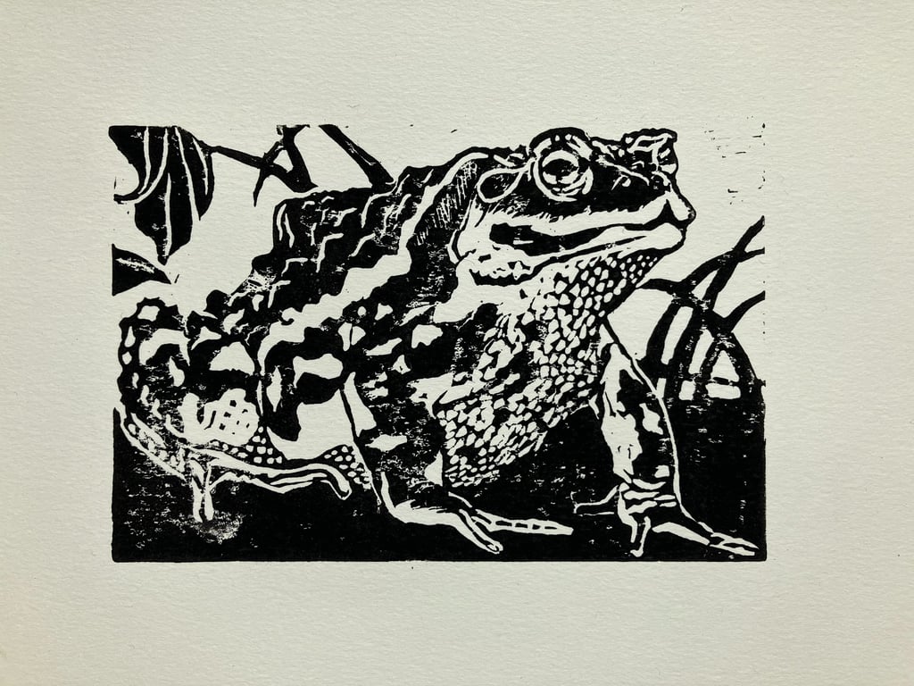 Japanese common toad