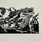 Japanese common toad
