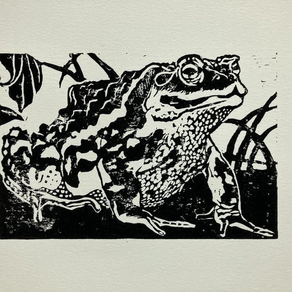 Japanese common toad