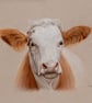 Cow Original Coloured Pencil Drawing - Image 2