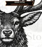 12 Vintage Stag Engraving SVGs - Animal Clipart Bundle (Files emailed to you) - Image 3