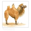 Marvin the Camel Card