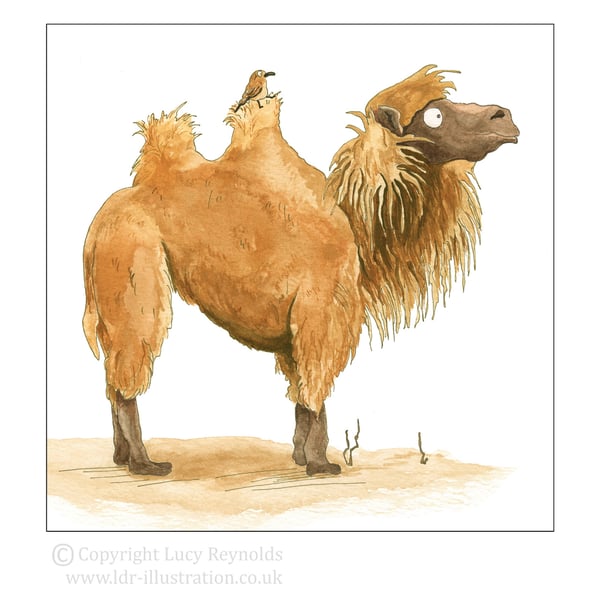 Marvin the Camel Card