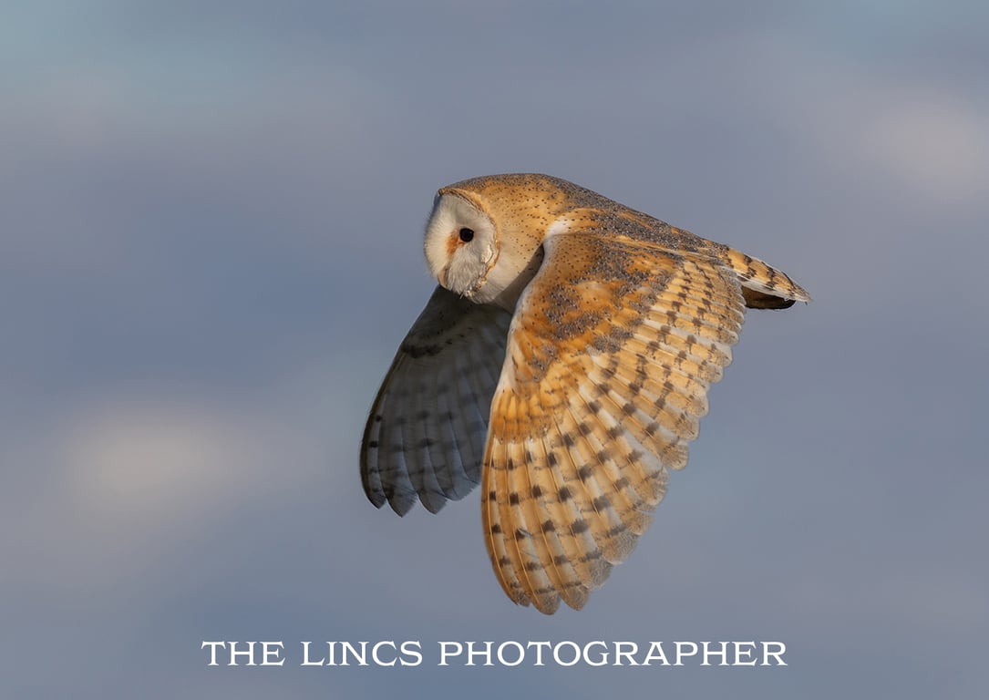Barn Owl in flight print (Limited edition of 10)