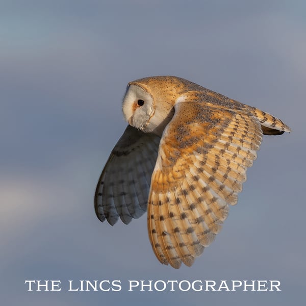 Barn Owl in flight print (Limited edition of 10)