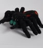 Jumping spider  - Image 3