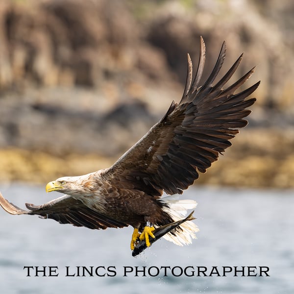 White Tailed Eagle in flight with fish print (Limited edition of 10)