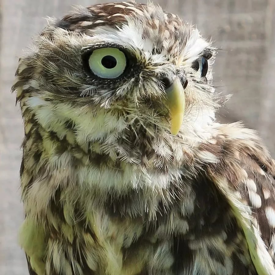 Photo of a Little Owl, on an A5 card with either a coaster or a fridge magnet. 