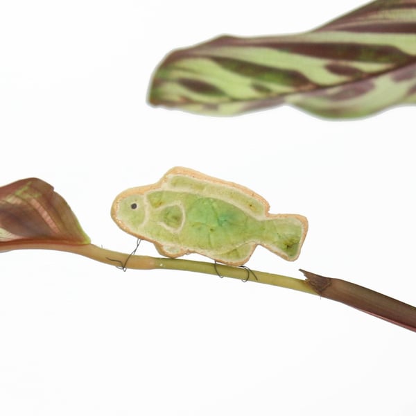 Finley Plant Hugger Fish Decoration Gift Card Letterbox Gift