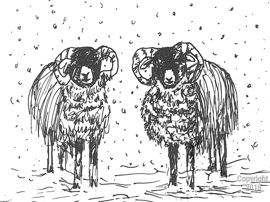 Swaledale Born n Bred card