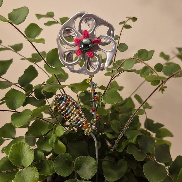 Silver, red, black flower plant companion perfect for pot plants