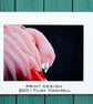 FLAMINGO PRINT (A4 approx) MOUNTED FOR 40 X 30 CM FRAME - Image 1