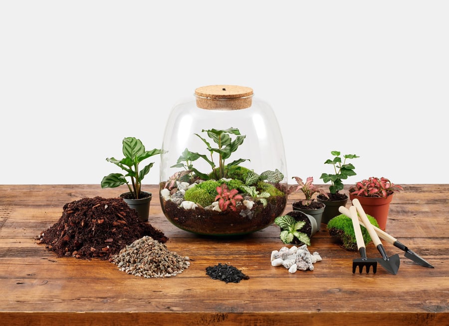 Large LED Terrarium Kit - With Plants