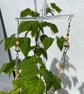 Evren- Planet & Star Earrings  - Image 2
