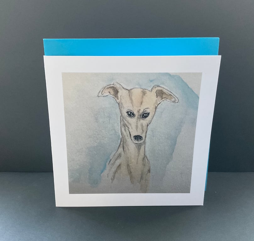 Whippet Dog 