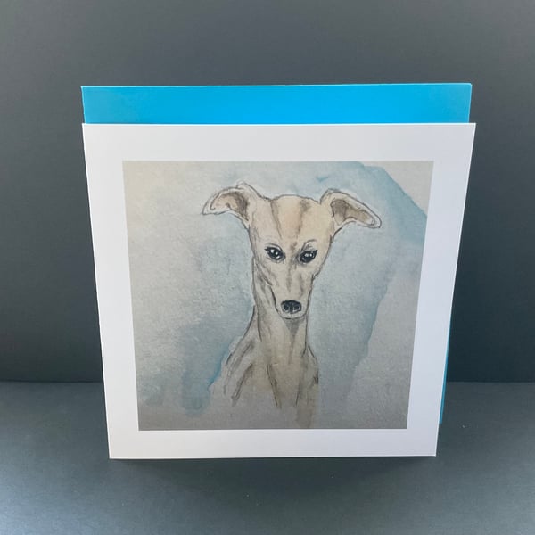 Whippet Dog 