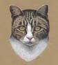 Tabby Cat Original Coloured Pencil Drawing - Image 2